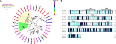 Non-palm Plant Volatile α-Pinene Is Detected by Antenna-Biased Expressed Odorant Receptor 6 in the Rhynchophorus ferrugineus (Olivier) (Coleoptera: Curculionidae)